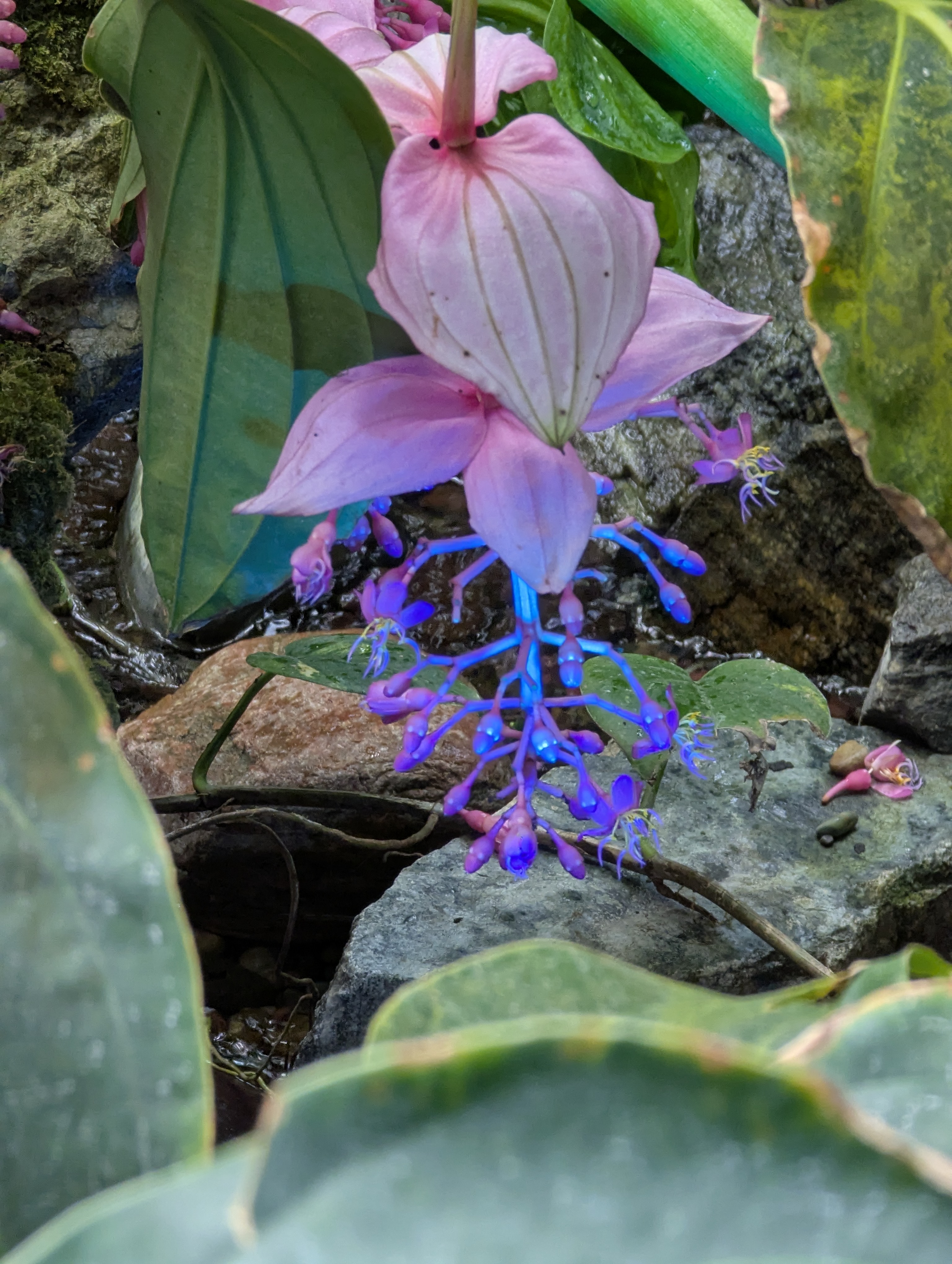 Birthday Trip to Canada, Edmonton, Pyramids, Muttart Observatory